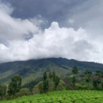 Sehari Menjelajah Batu: Harmoni Alam, Kuliner, dan Agrowisata Kota Batu