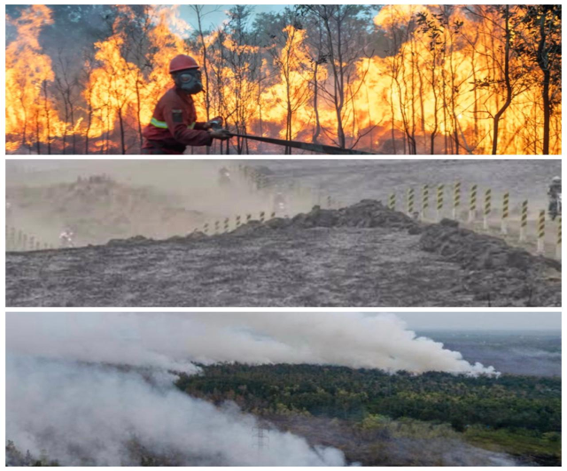 Bencana Karhutla Indonesia: Ancaman Kebakaran Hutan di Sumatra, Kalimantan, hingga Bromo